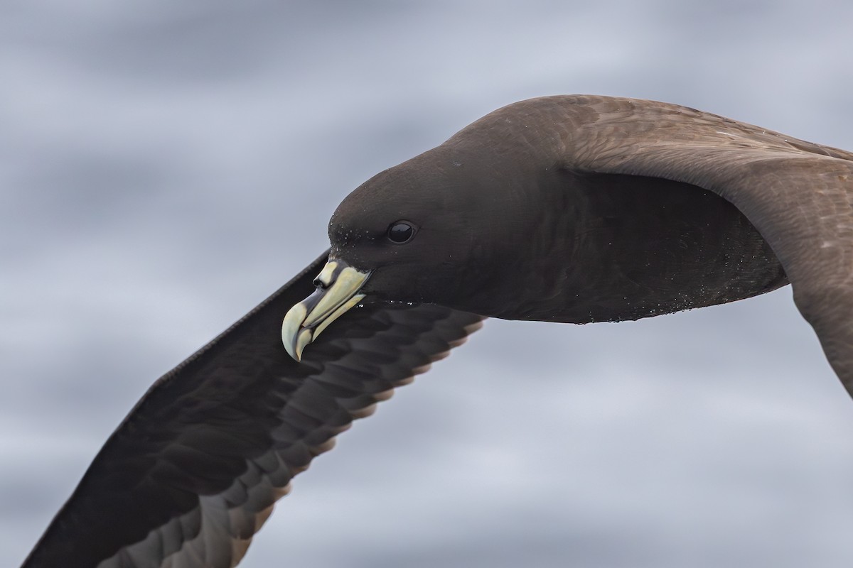 Beyaz Gıdılı Yelkovan - ML645099542