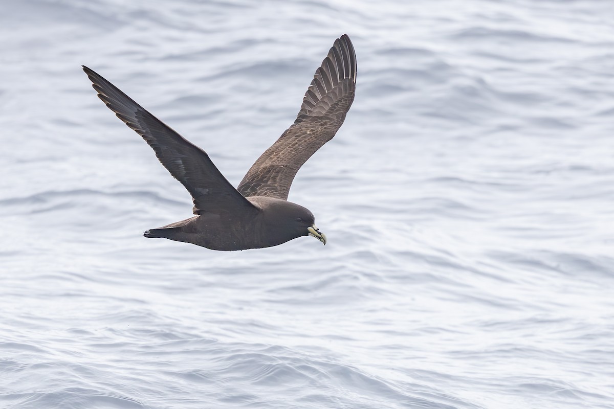 Beyaz Gıdılı Yelkovan - ML645099552