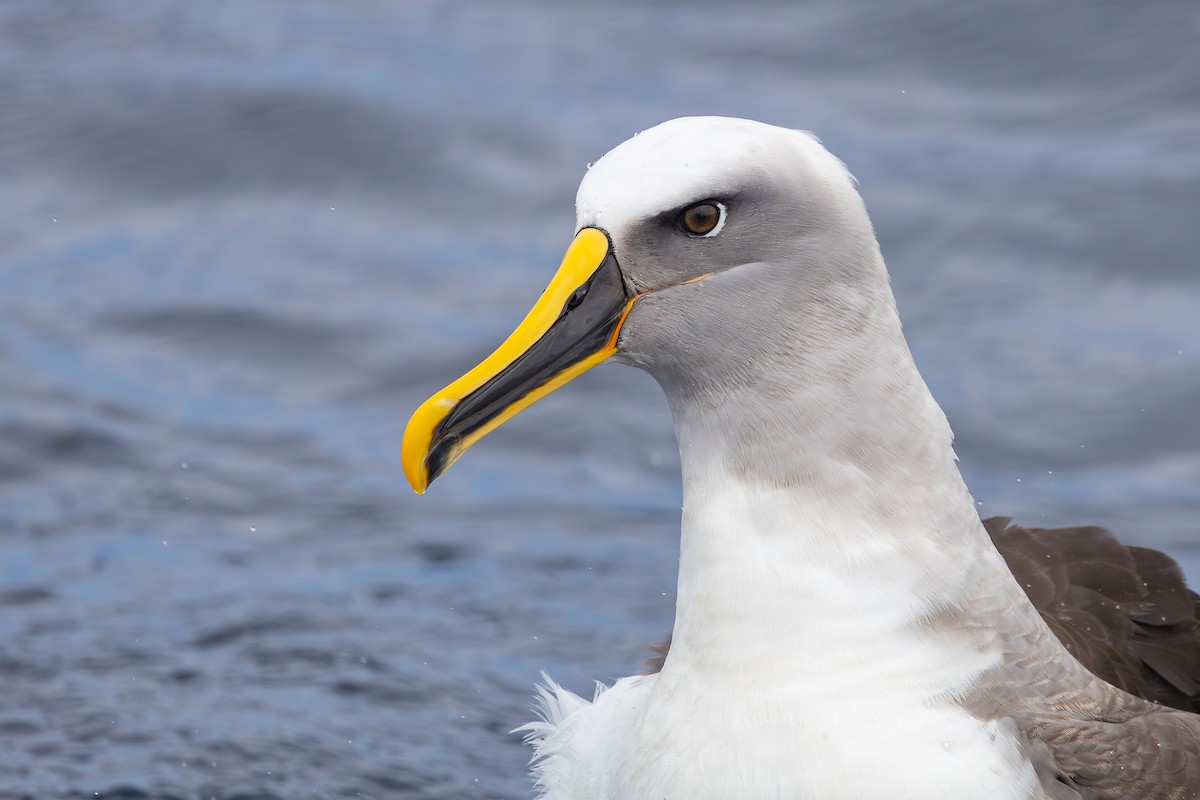 Buller's Albatross - ML645099555