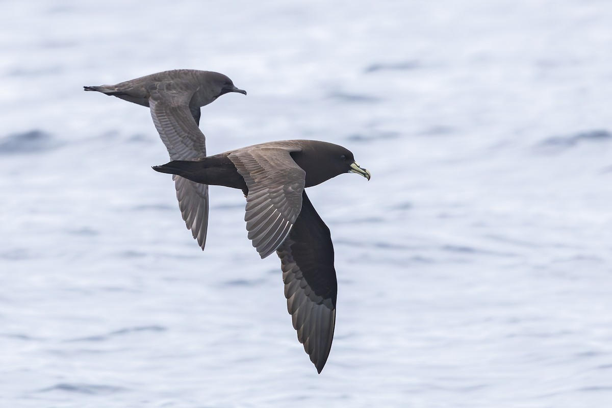 Beyaz Gıdılı Yelkovan - ML645099576