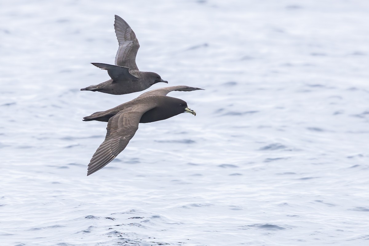 Beyaz Gıdılı Yelkovan - ML645099577