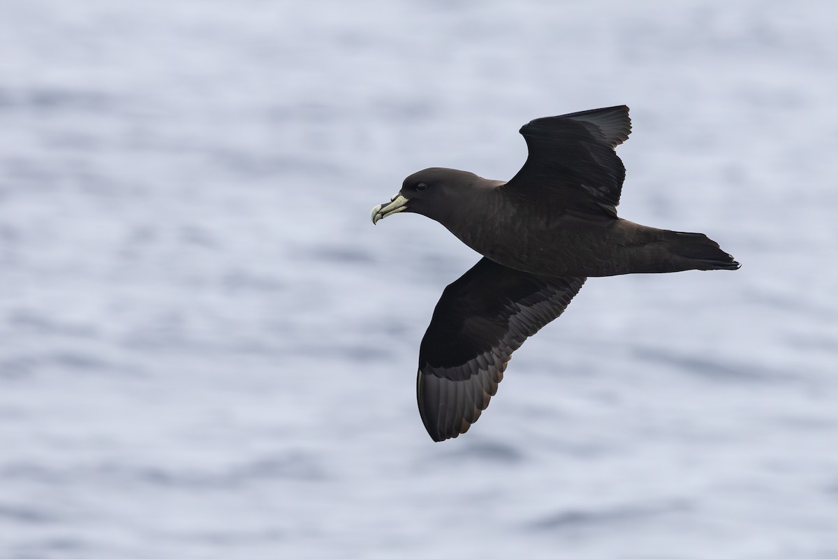 Beyaz Gıdılı Yelkovan - ML645099578