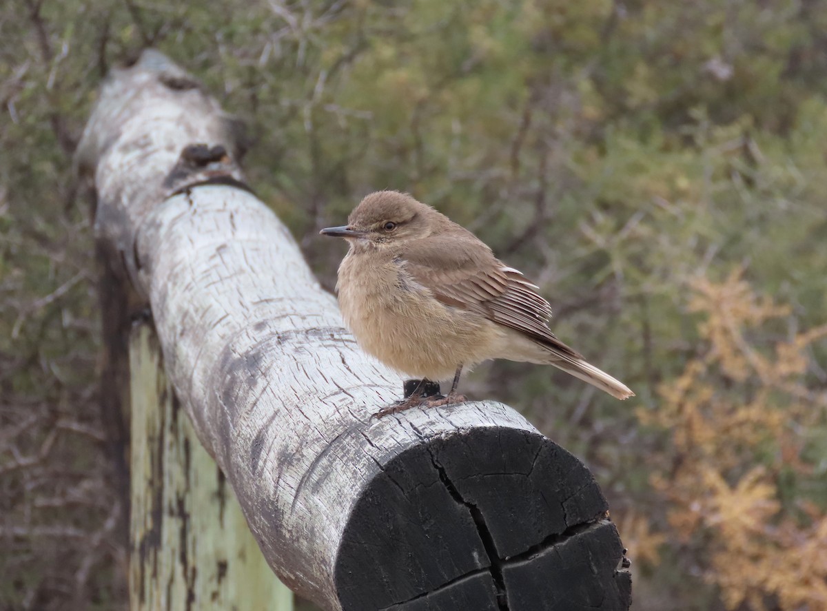 Горный гаучо - ML645099579