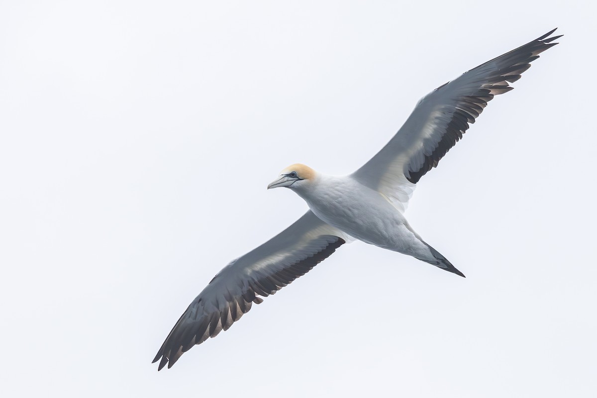 Avustralya Sümsüğü - ML645099581