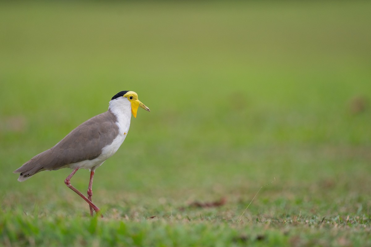 Hegabera maskaraduna - ML645099582