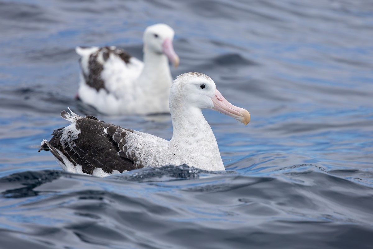 Antipodean Albatross (Gibson's) - ML645099628
