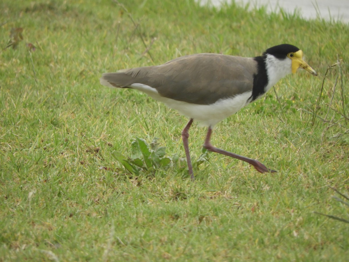 Hegabera maskaraduna - ML645099629