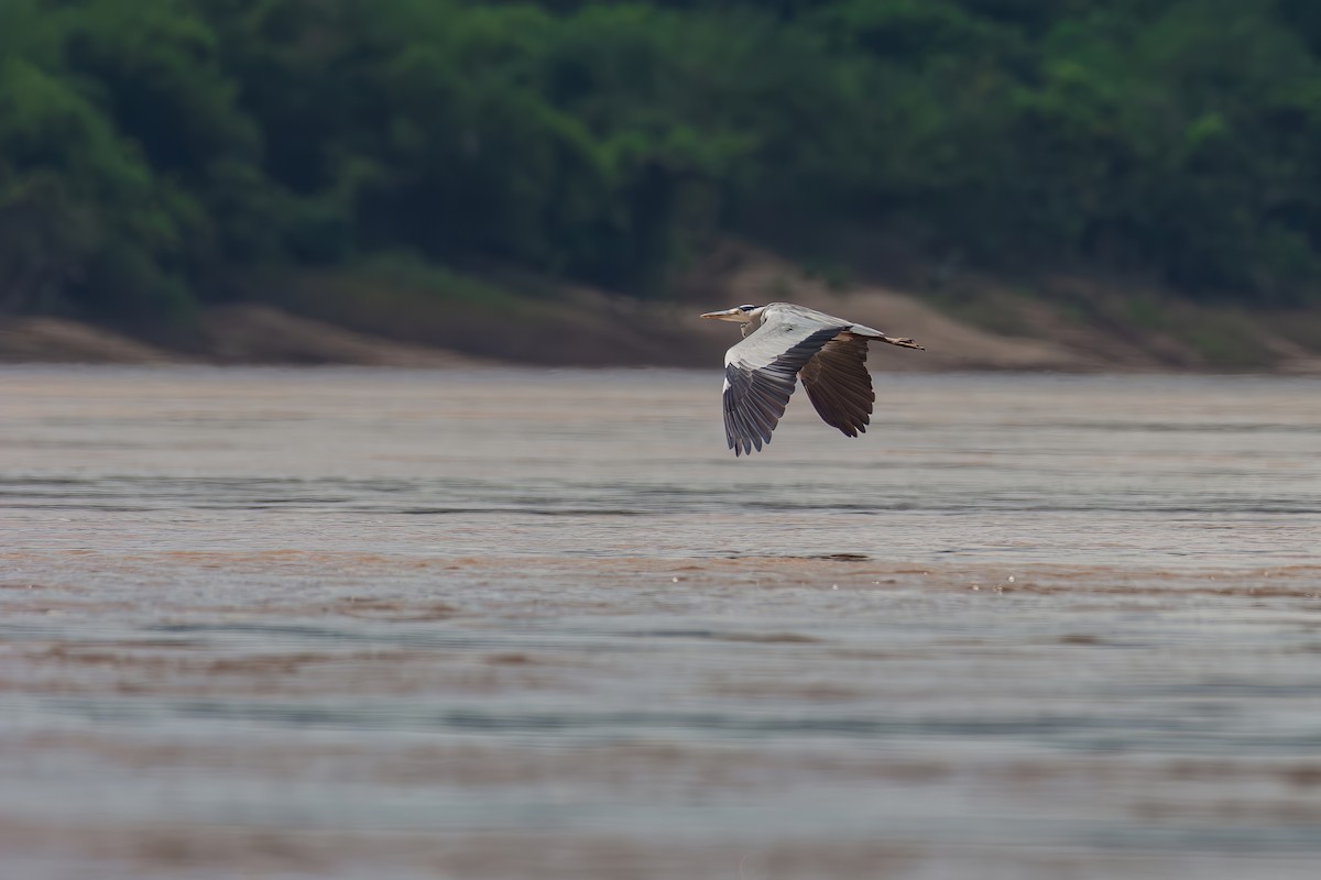 Gray Heron - ML645099646