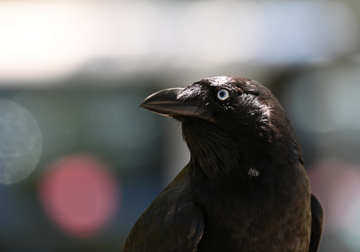 Torresian Crow - ML645099648