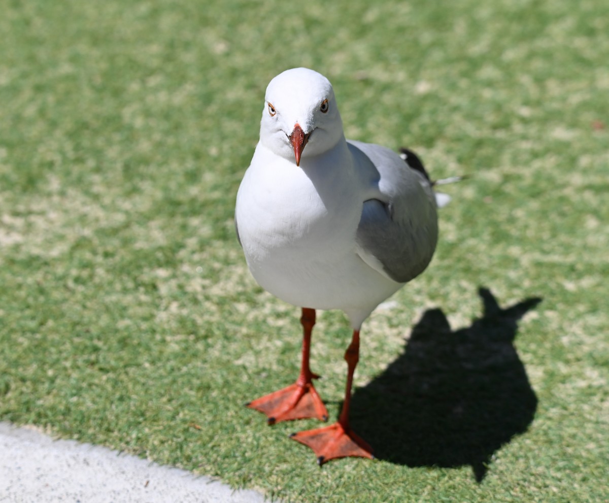 Silver Gull - ML645099651