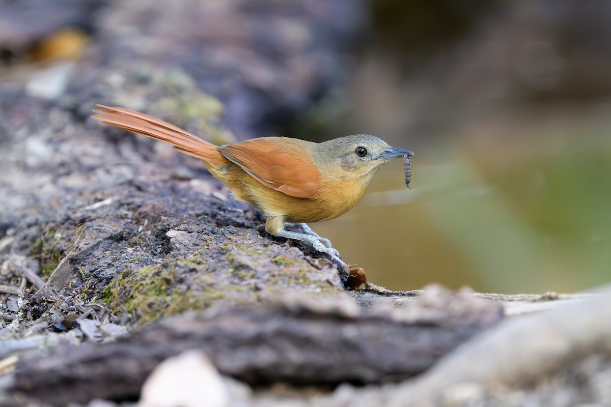White-lored Spinetail - ML645099654