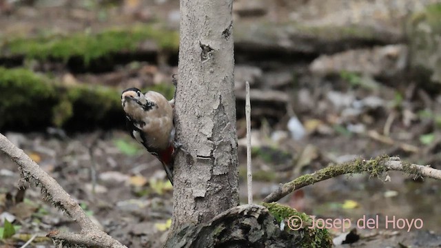 strakapoud velký - ML645099658