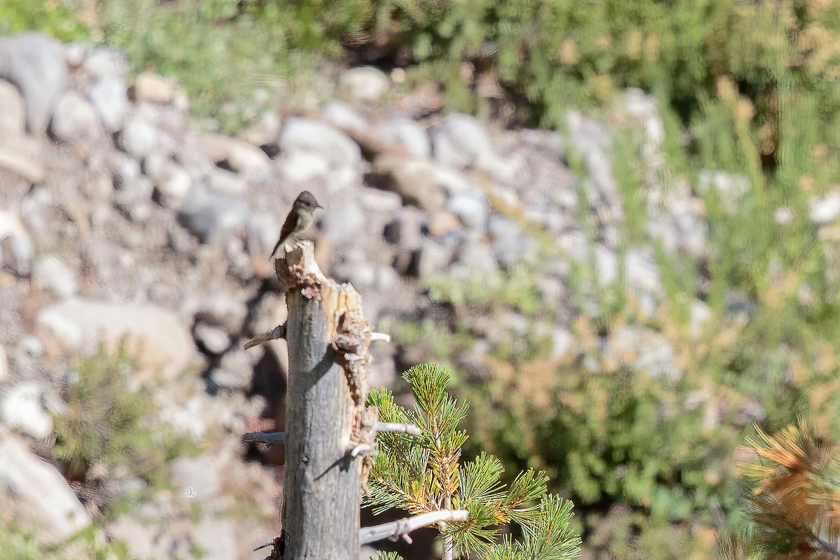 Western Wood-Pewee - ML645099663