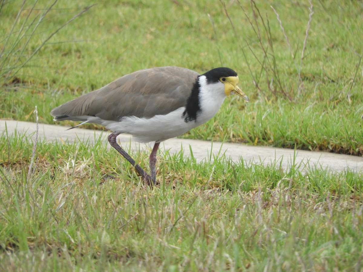 Hegabera maskaraduna - ML645099667