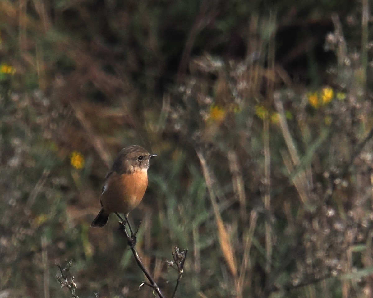 European Stonechat - ML645099668
