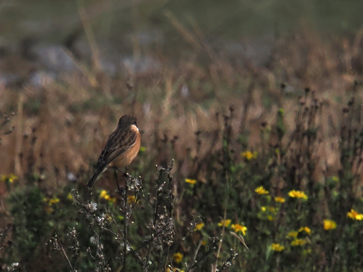 European Stonechat - ML645099669