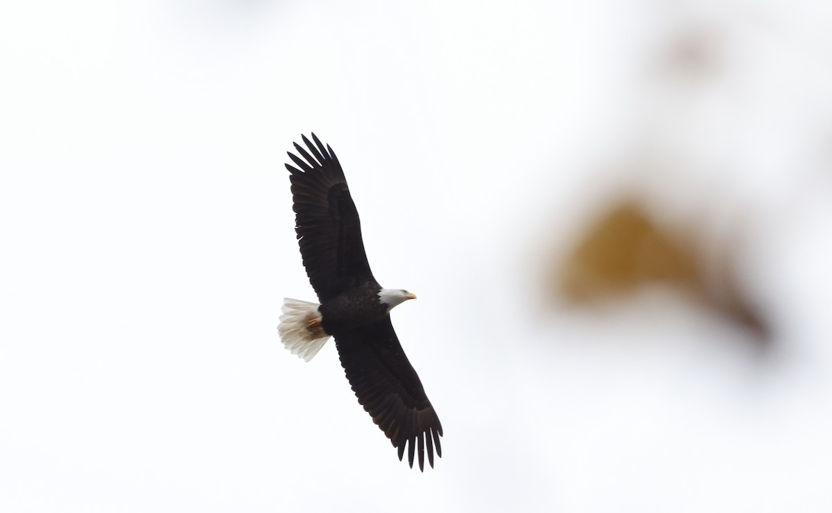 Орлан білоголовий - ML645099697