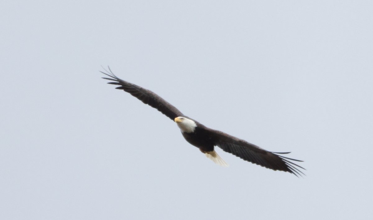 Орлан білоголовий - ML645099698