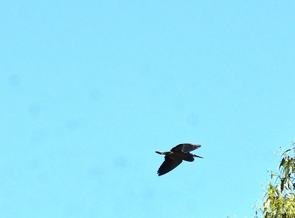 White-faced Heron - ML645099731