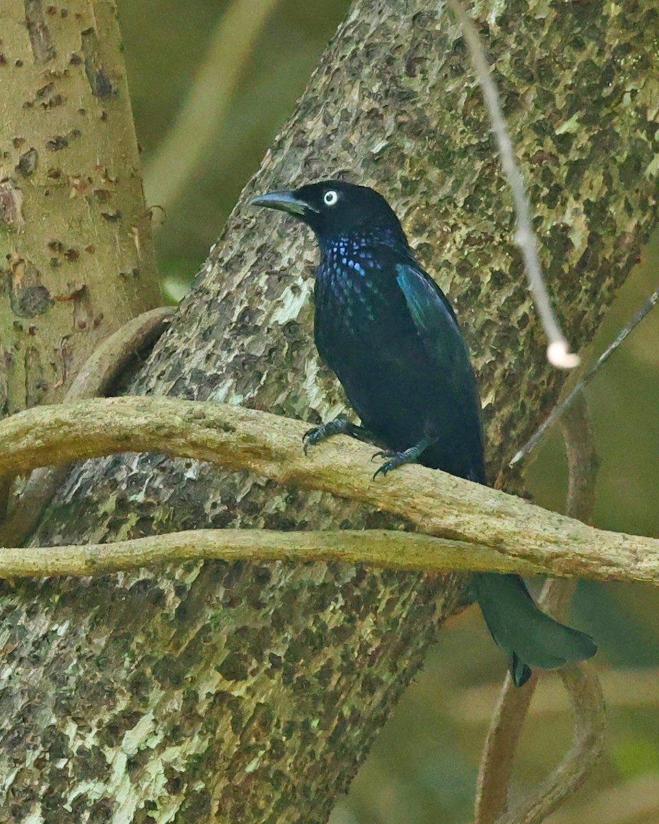 Hair-crested Drongo (White-eyed) - ML645099740