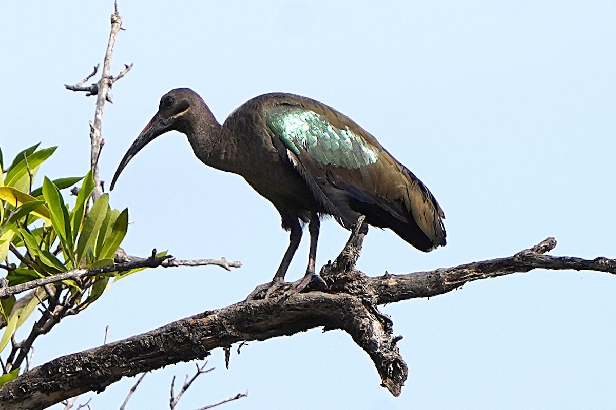 Hadada Ibis - ML645099742