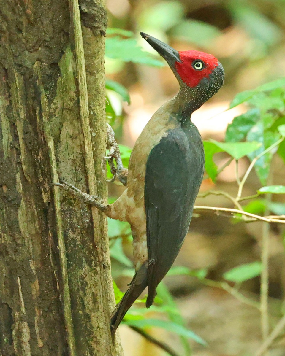 Pic fauve - ML645099744