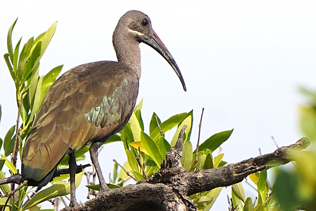 Hadada Ibis - ML645099745