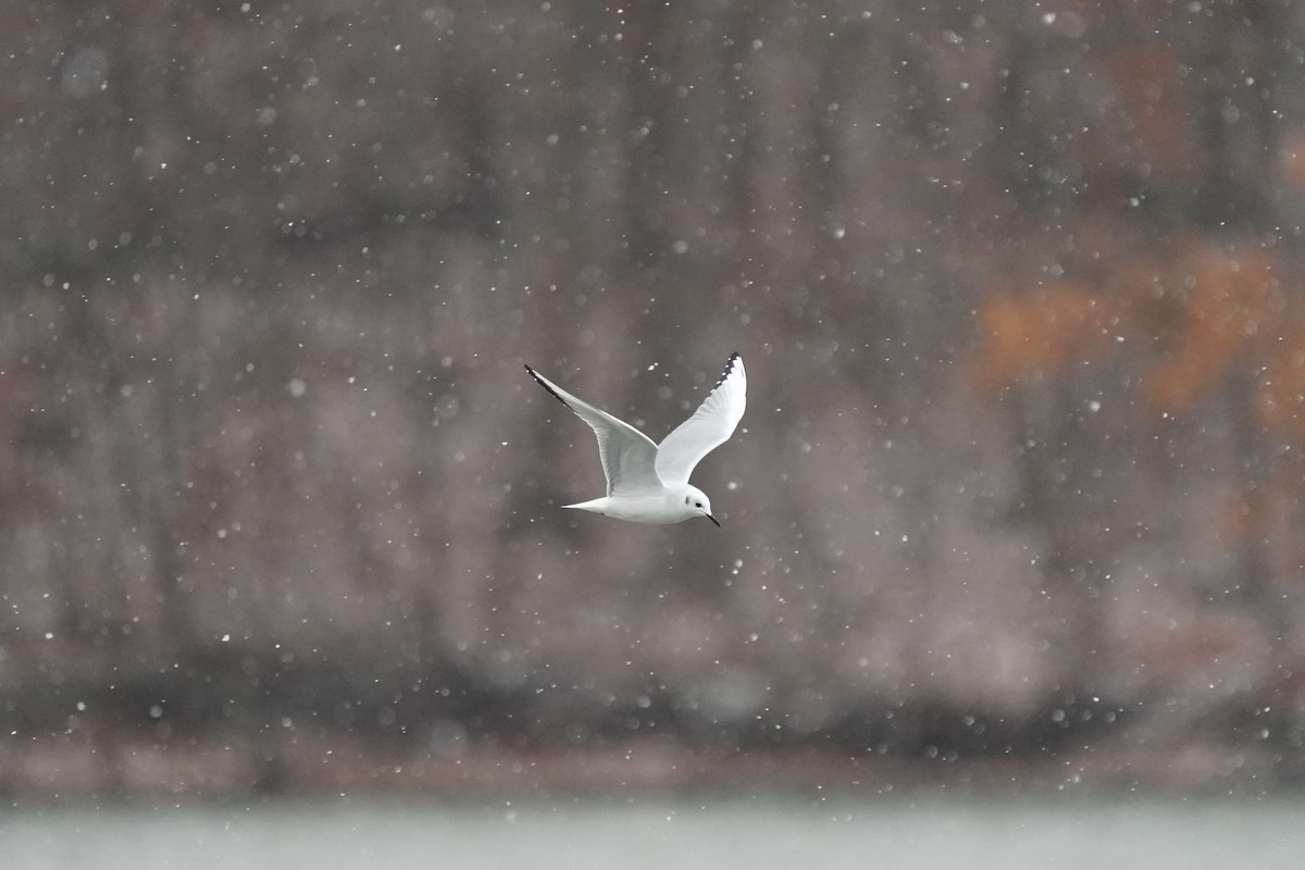Bonaparte's Gull - ML645099758