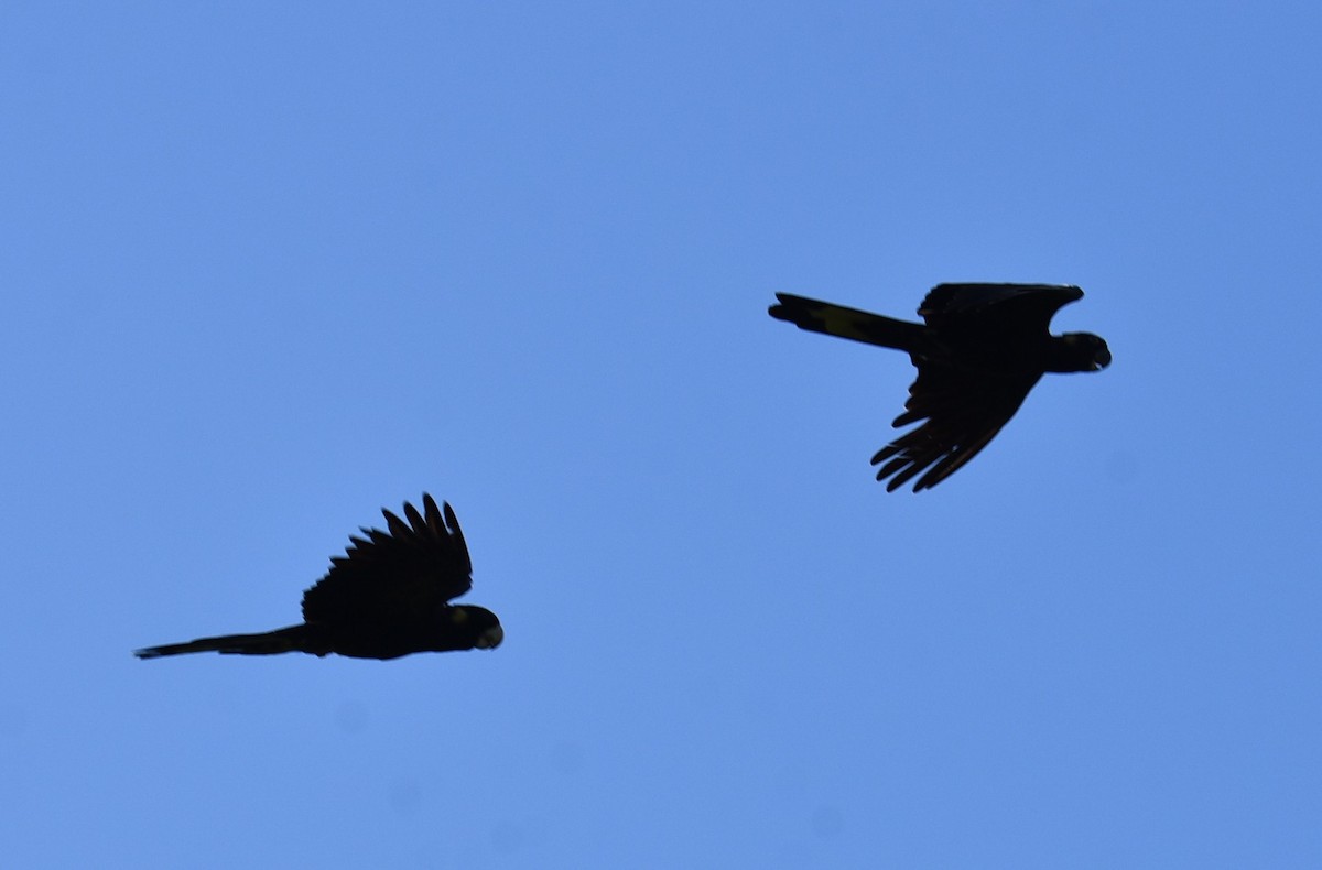 Yellow-tailed Black-Cockatoo - ML645099760