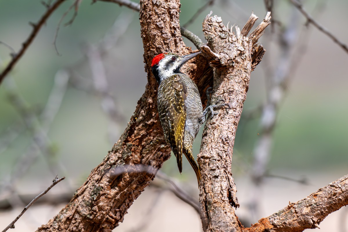 Bearded Woodpecker - ML645099761