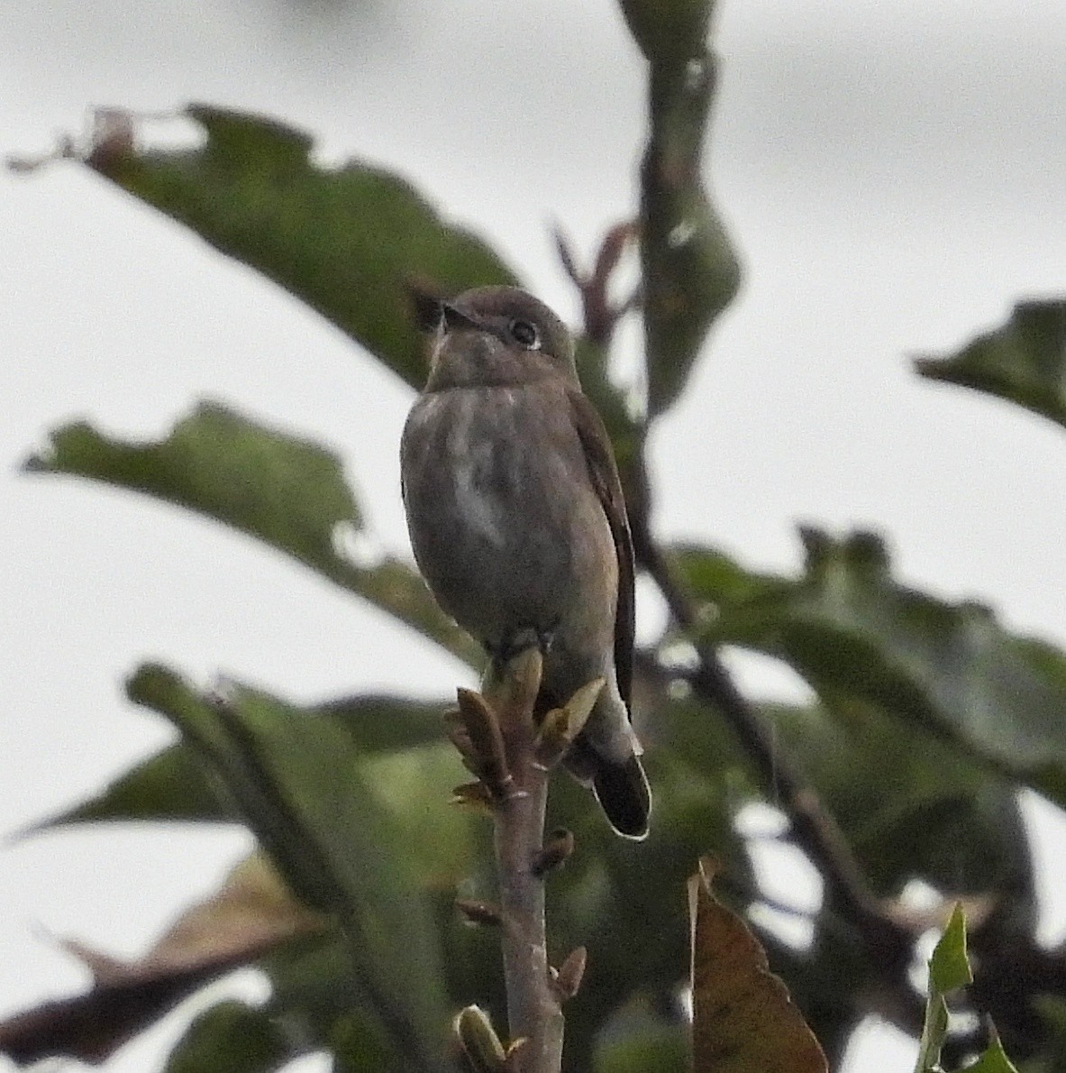 Dark-sided Flycatcher - ML645099762