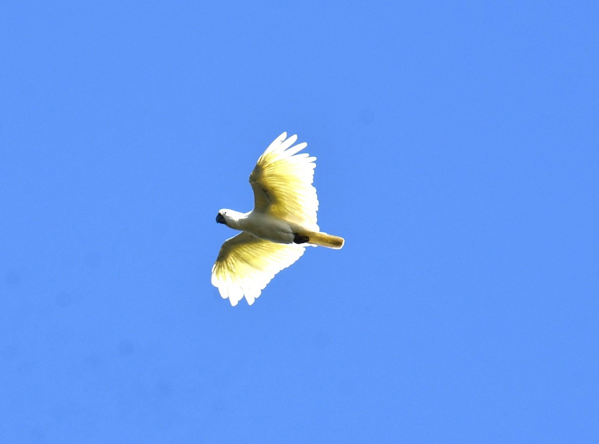 Sulphur-crested Cockatoo - ML645099763