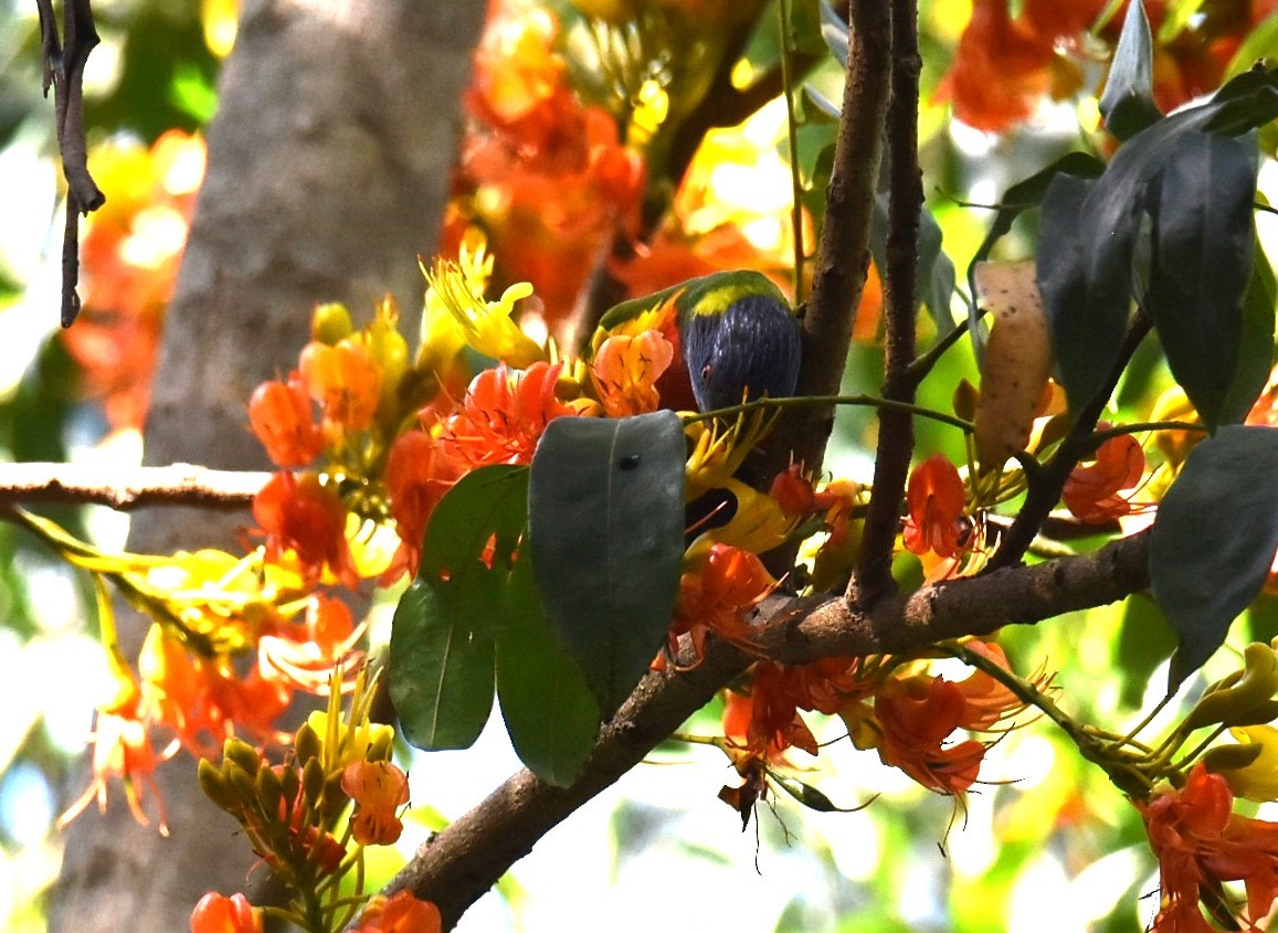 Rainbow Lorikeet - ML645099765