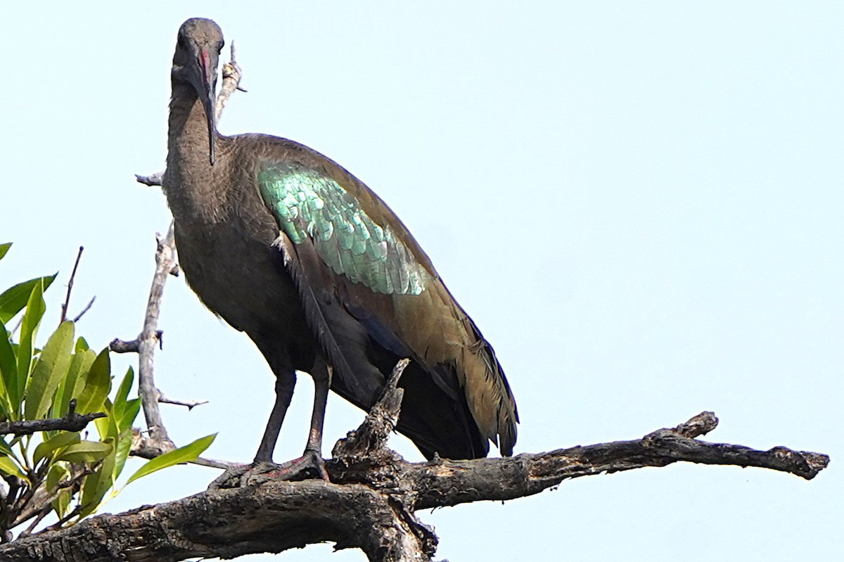 Hadada Ibis - ML645099767