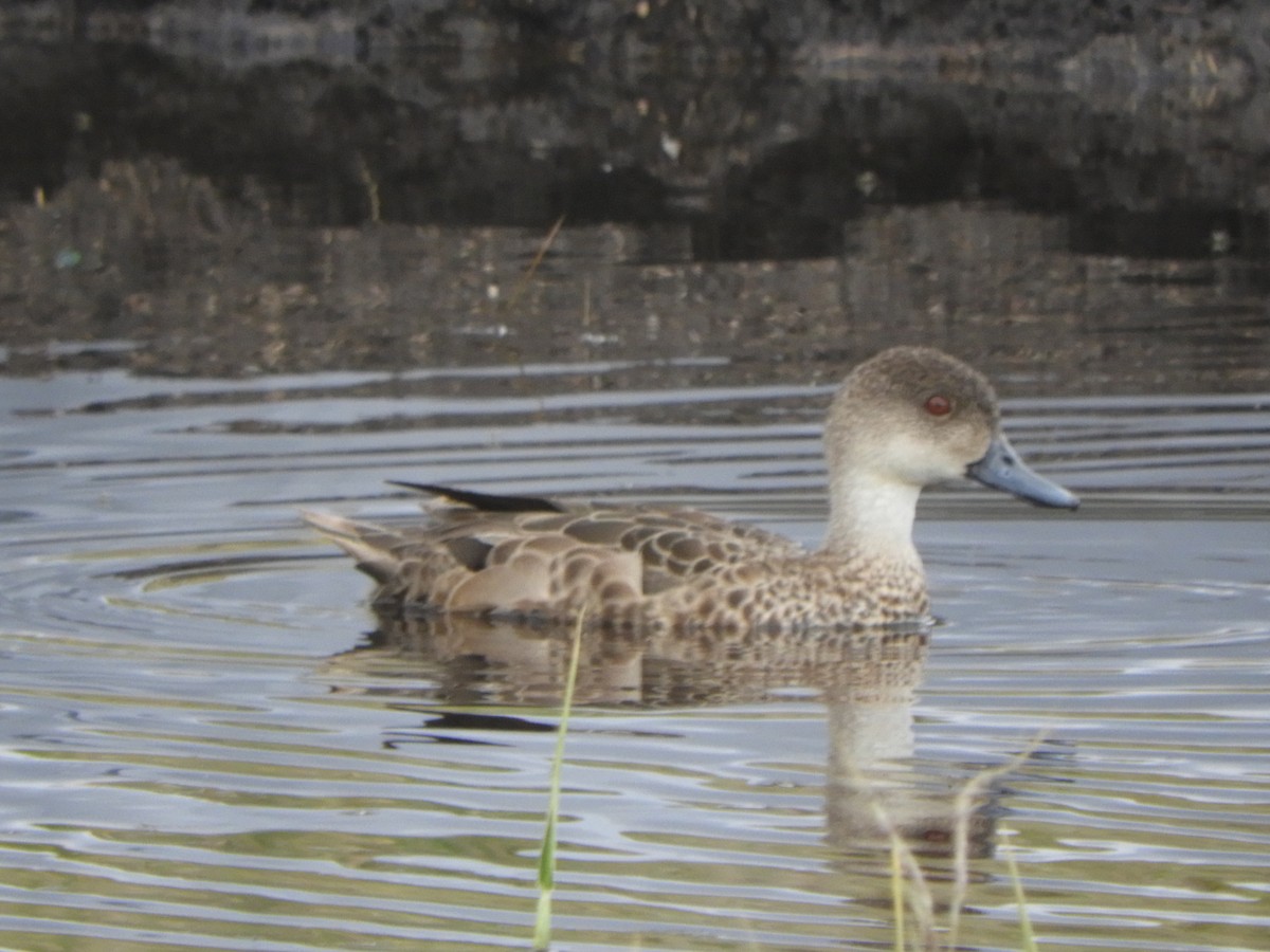 Gray Teal - ML645099768