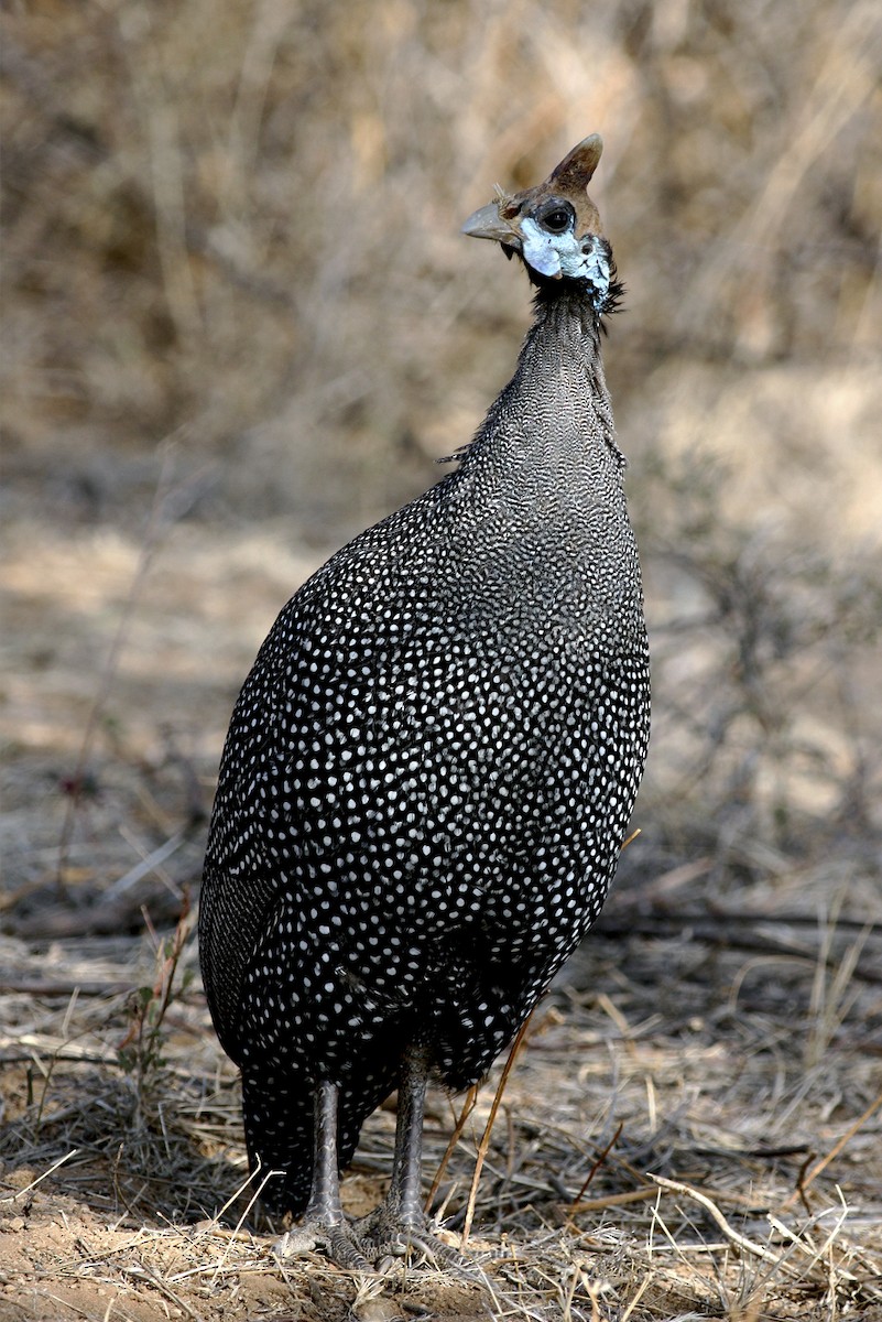 Helmeted Guineafowl - ML645099769