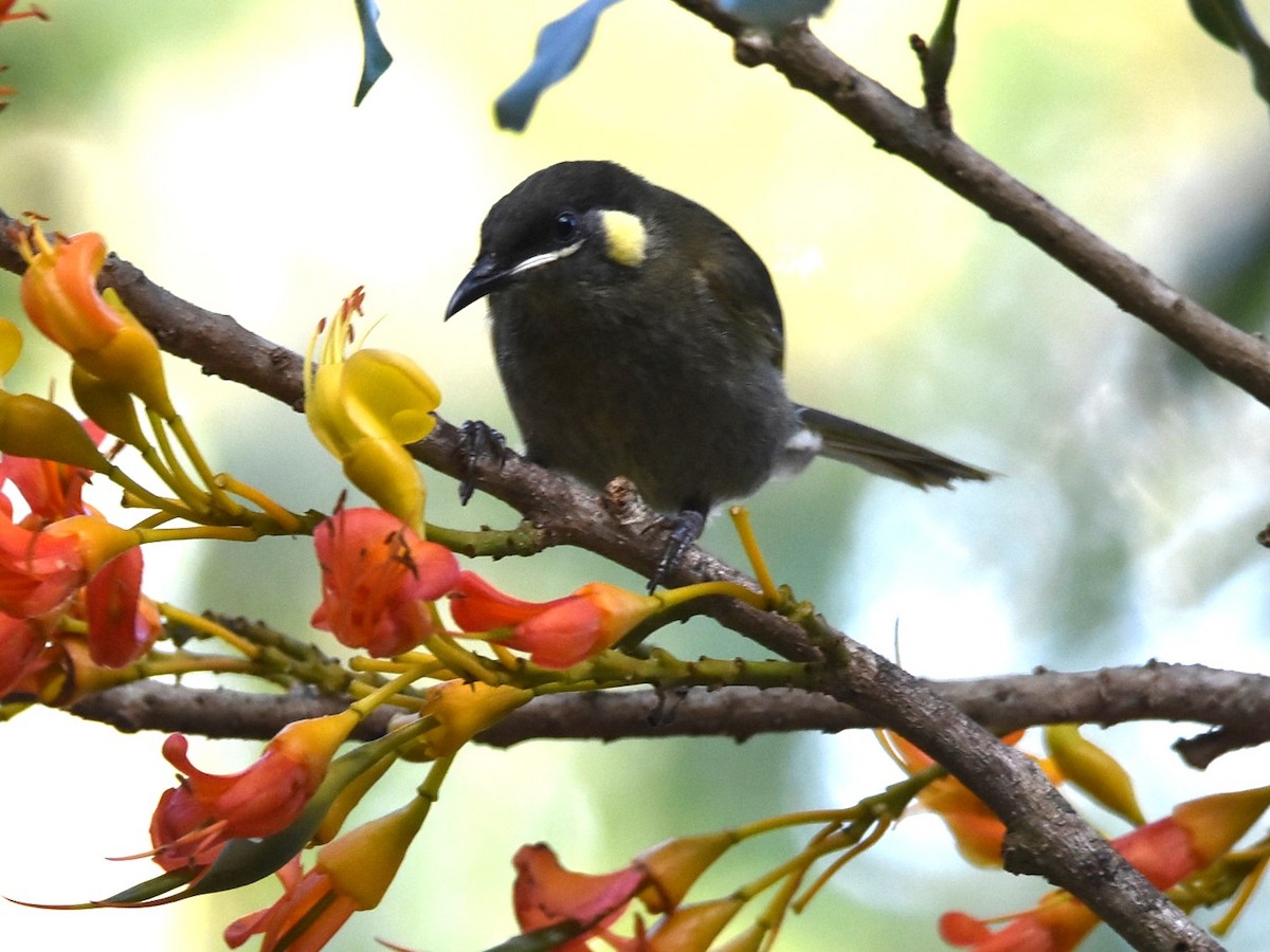 Lewin's Honeyeater - ML645099770