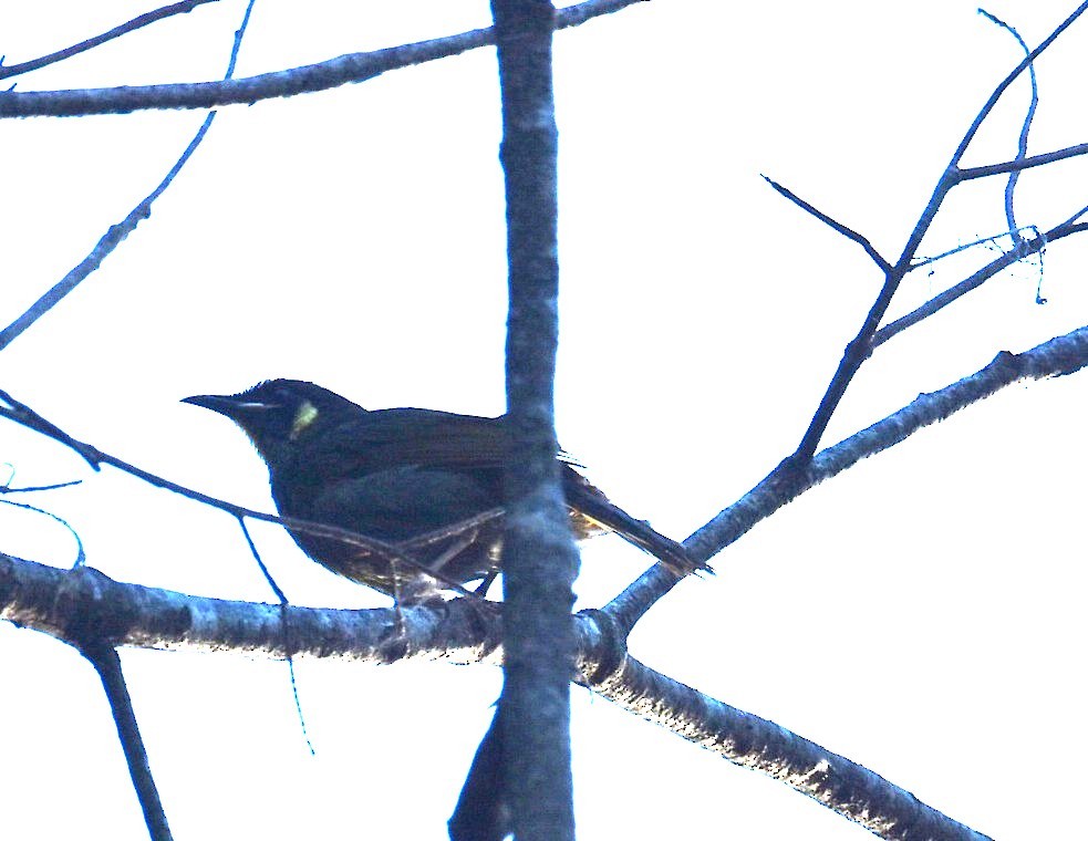 Lewin's Honeyeater - ML645099771