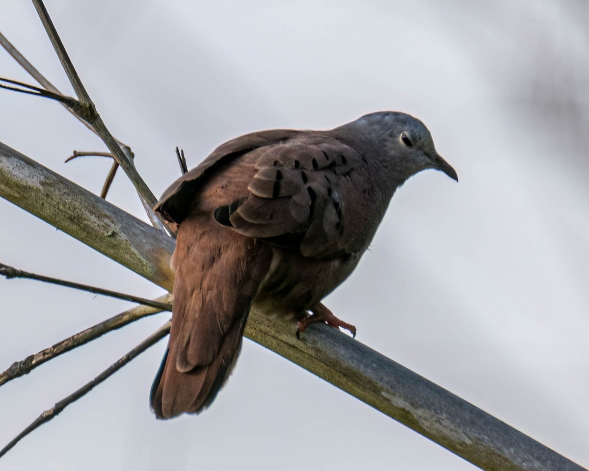 Ruddy Ground Dove - ML645099772