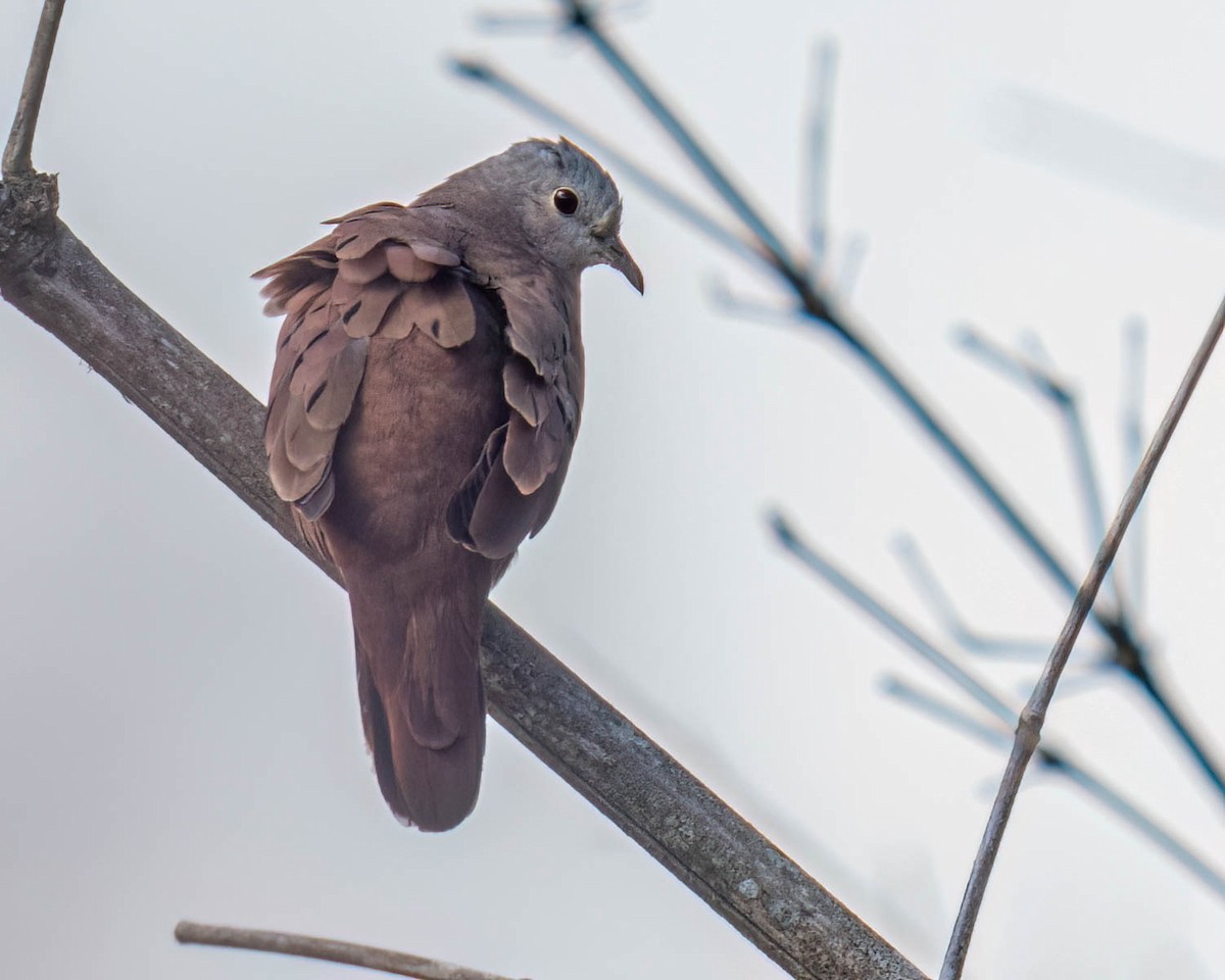 Ruddy Ground Dove - ML645099773