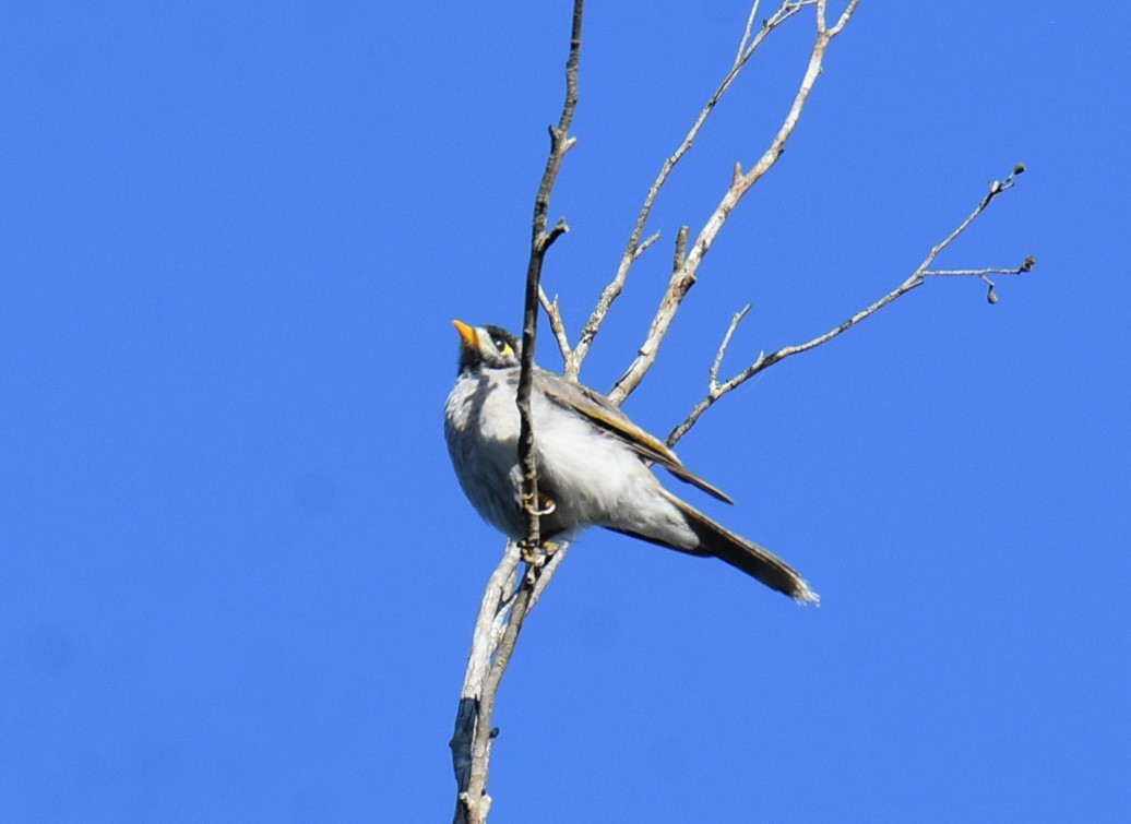 Noisy Miner - ML645099775