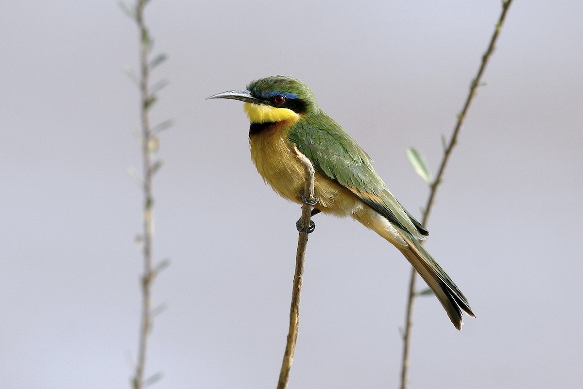 Little Bee-eater - ML645099778