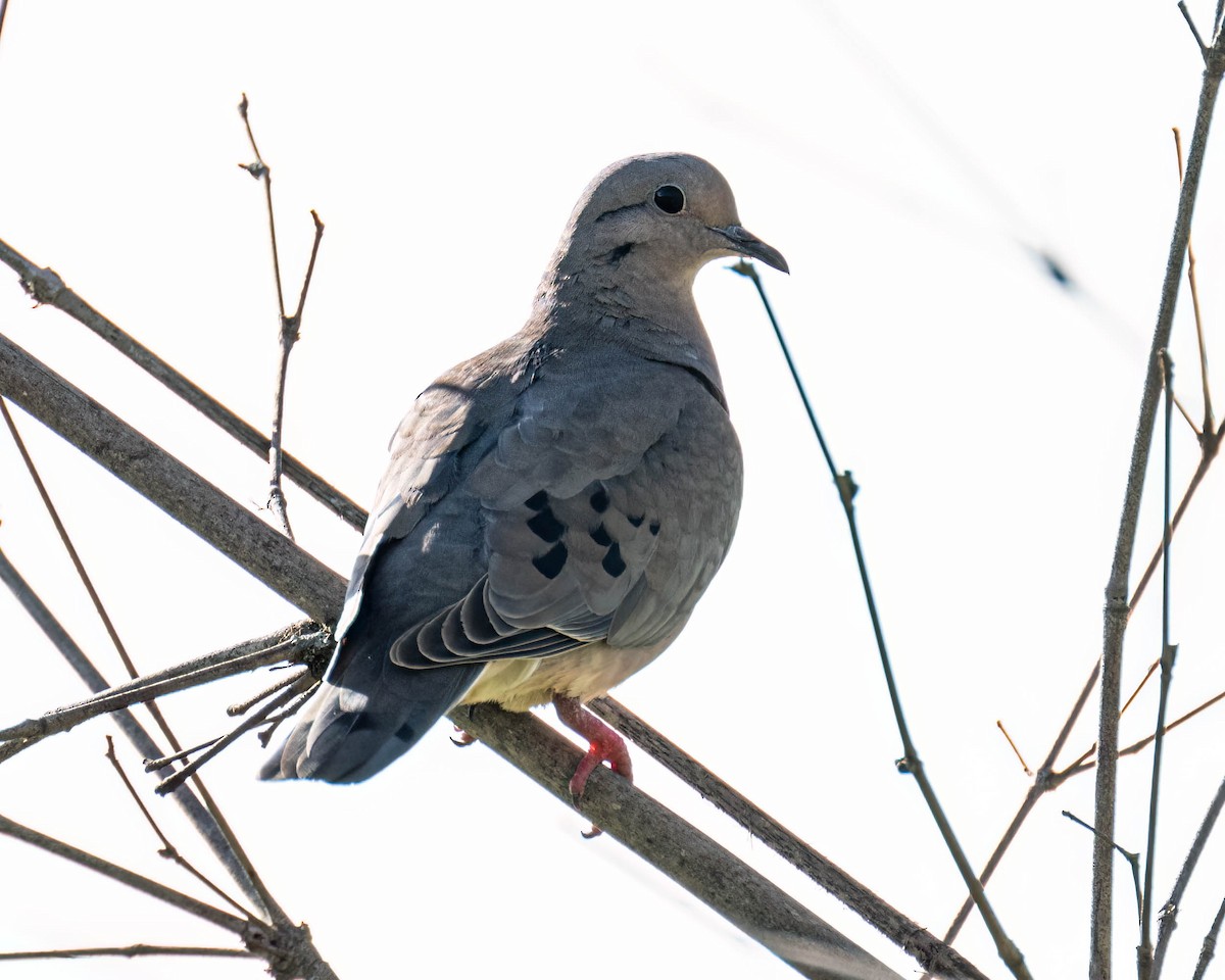 Eared Dove - ML645099779