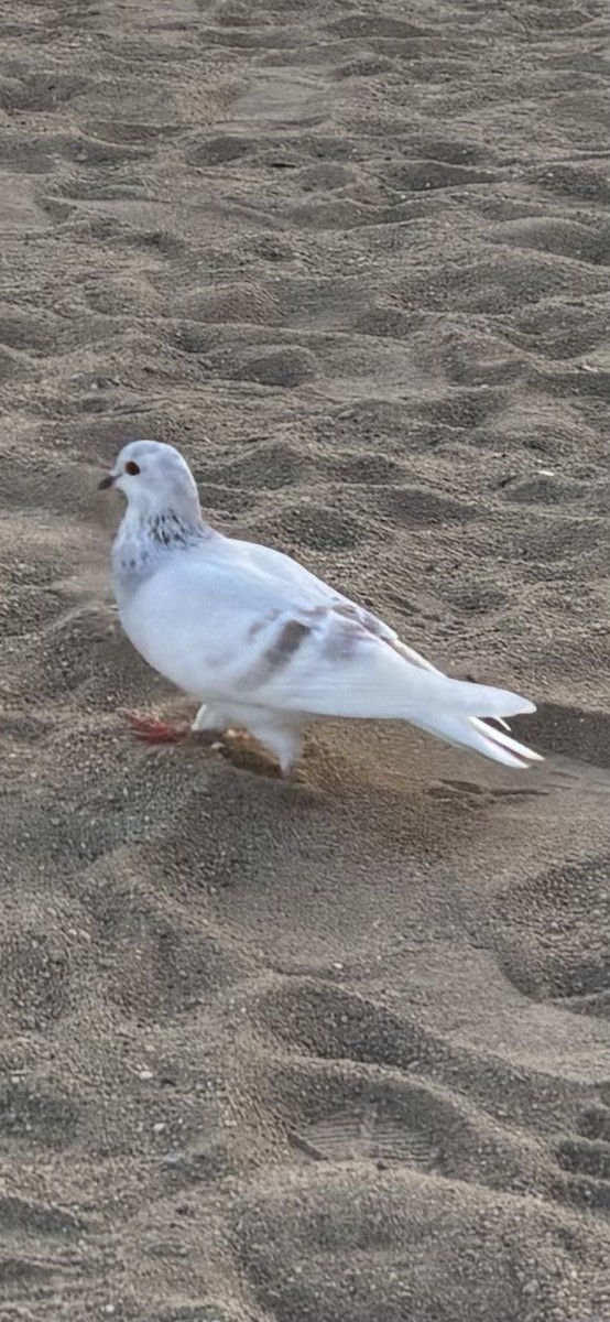 Rock Pigeon (Feral Pigeon) - ML645099781