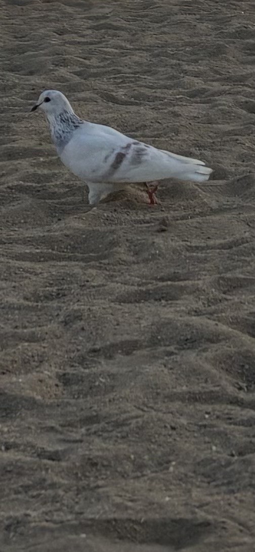 Rock Pigeon (Feral Pigeon) - ML645099782