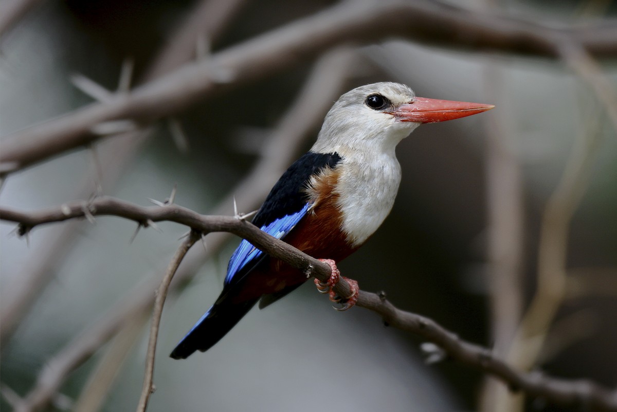 Gray-headed Kingfisher - ML645099784
