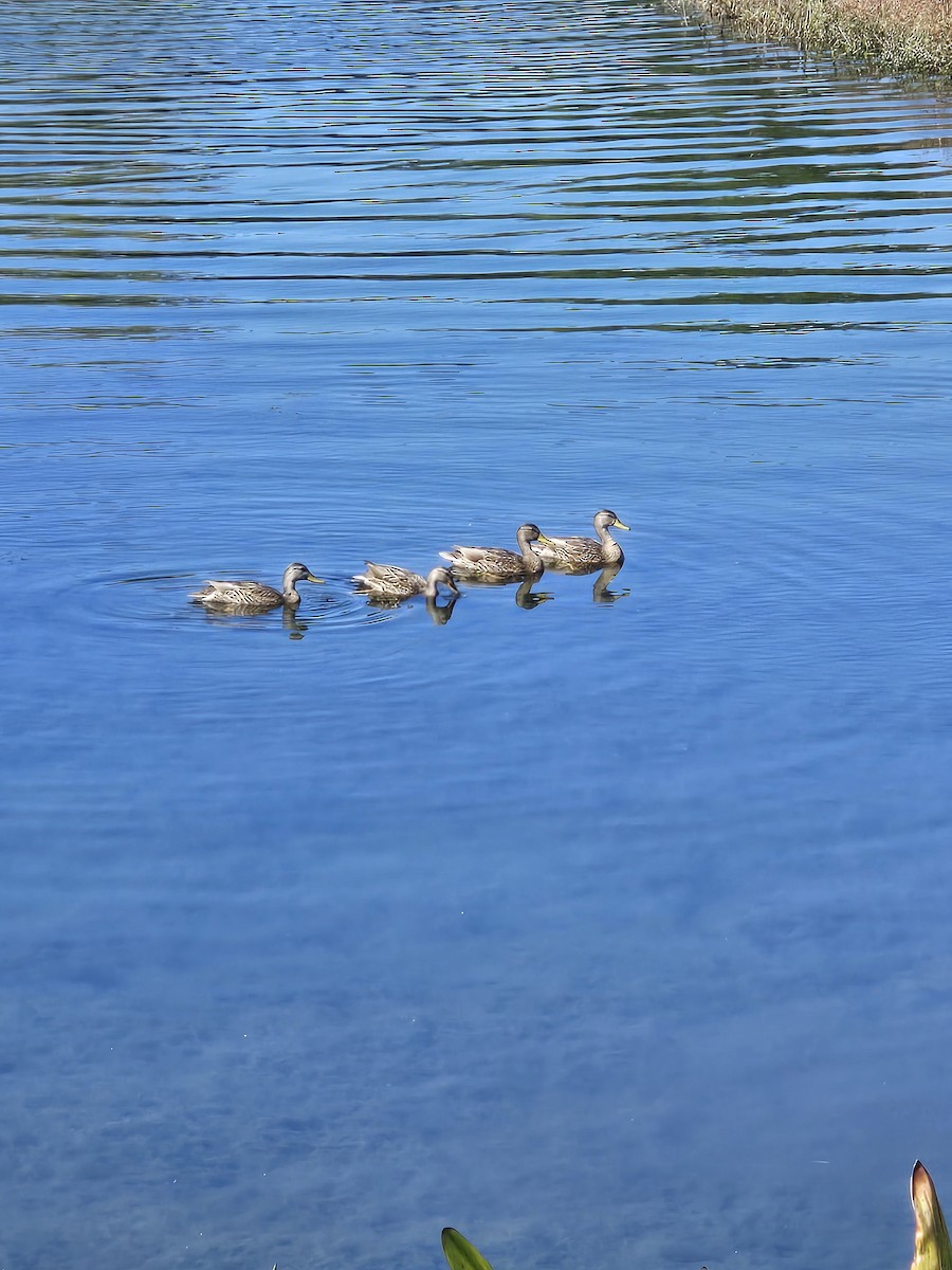 Mallard - ML645099785