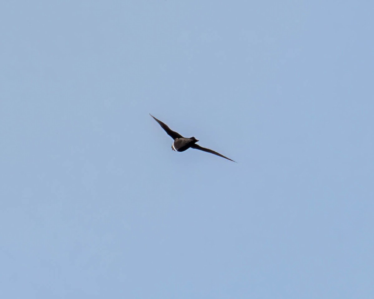 White-collared Swift - ML645099786