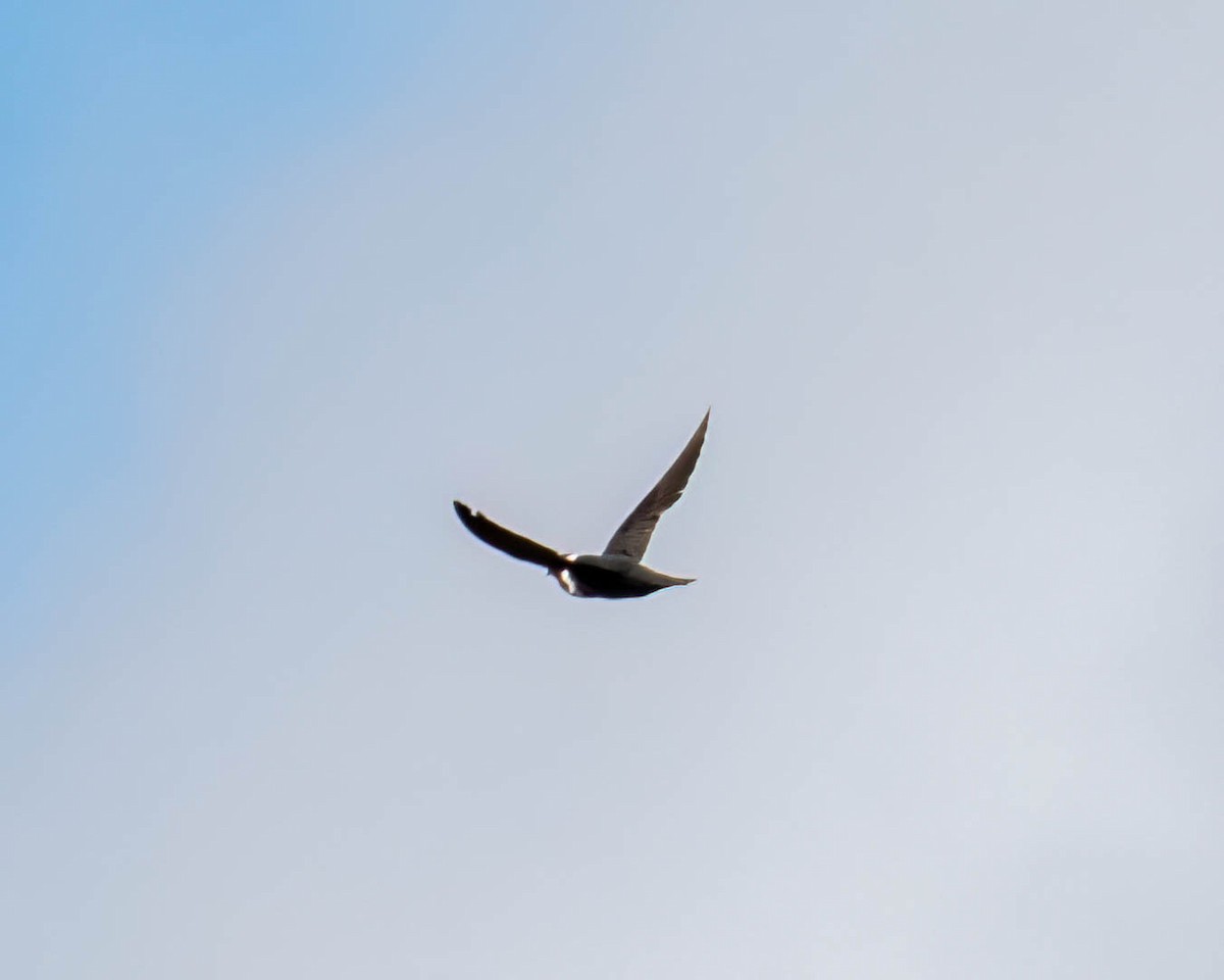 White-collared Swift - ML645099787