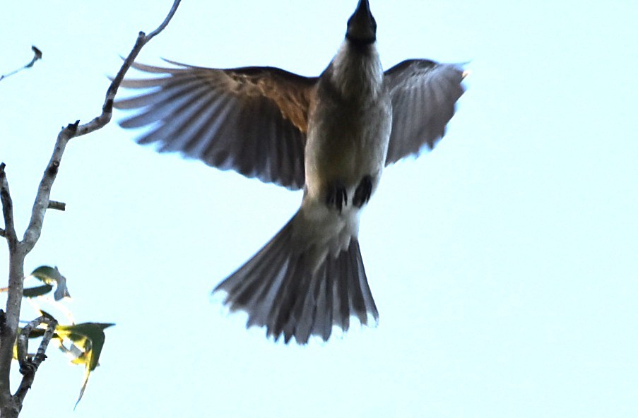 Noisy Friarbird - ML645099788